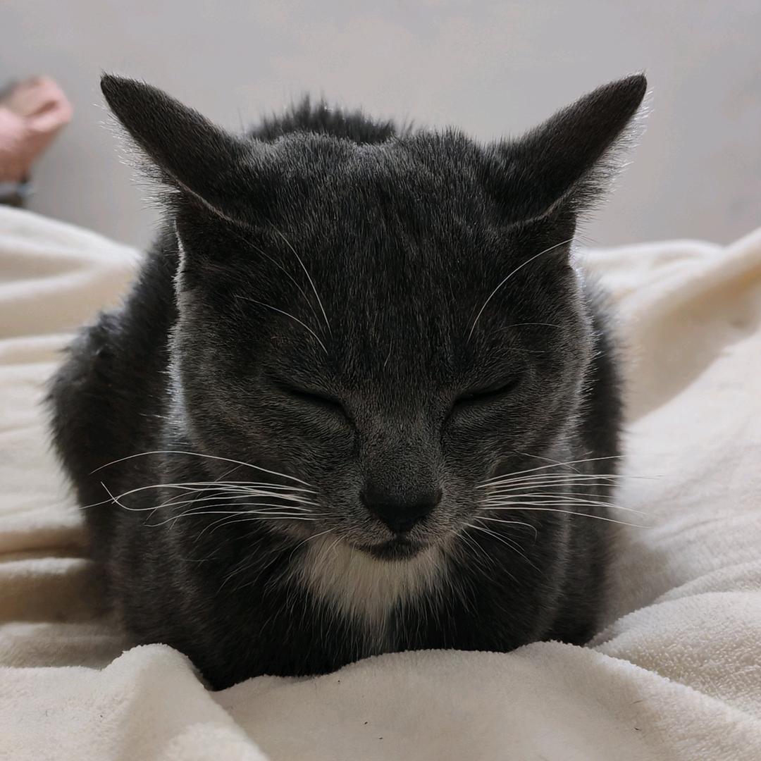 超雄猫猫.