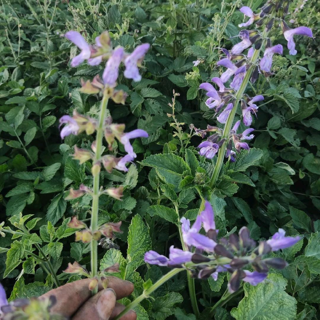柘城县景生家庭农场