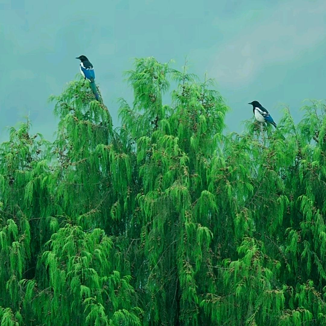 洪姐
