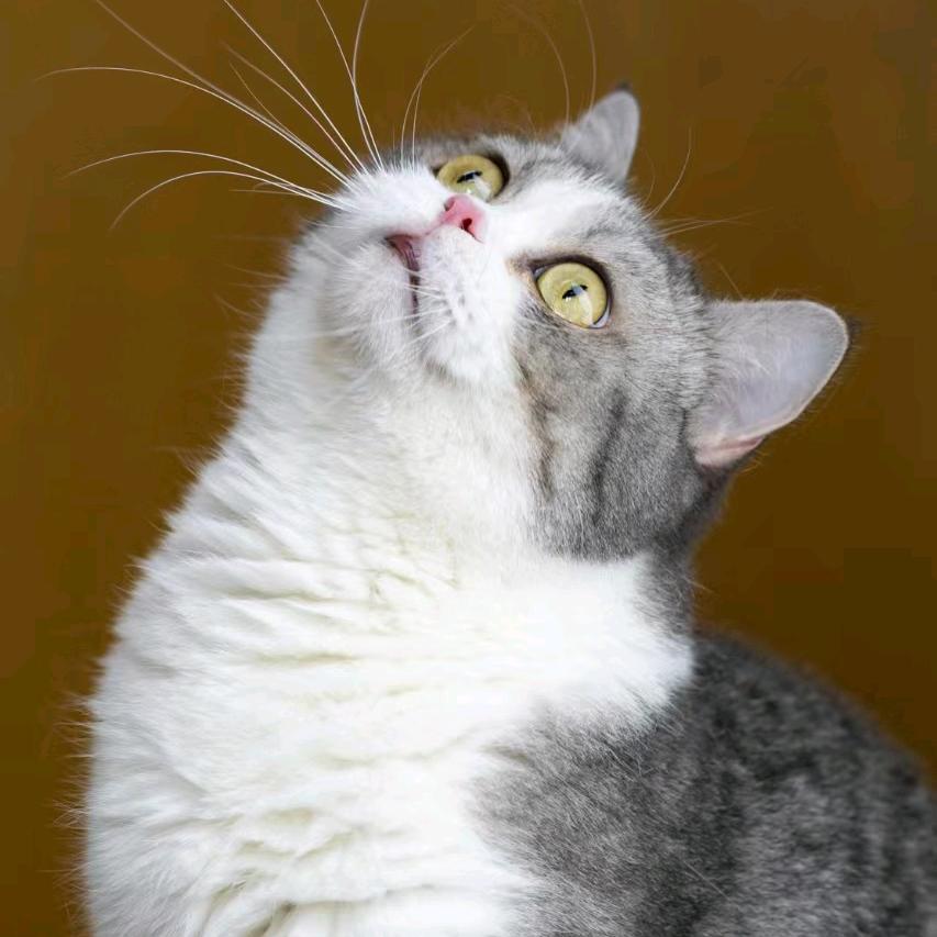 宠和宠医-宠文馨Vet陈