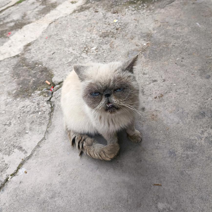 淘气丸子呀