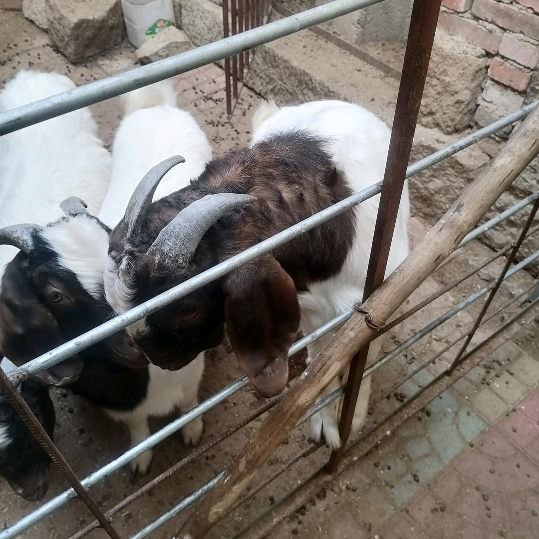 顺成牧业