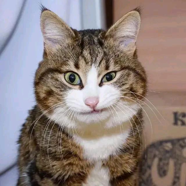 猫哥动物园