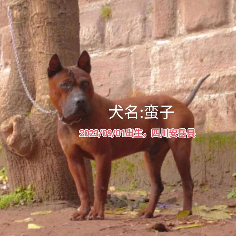 老款川东犬山狗