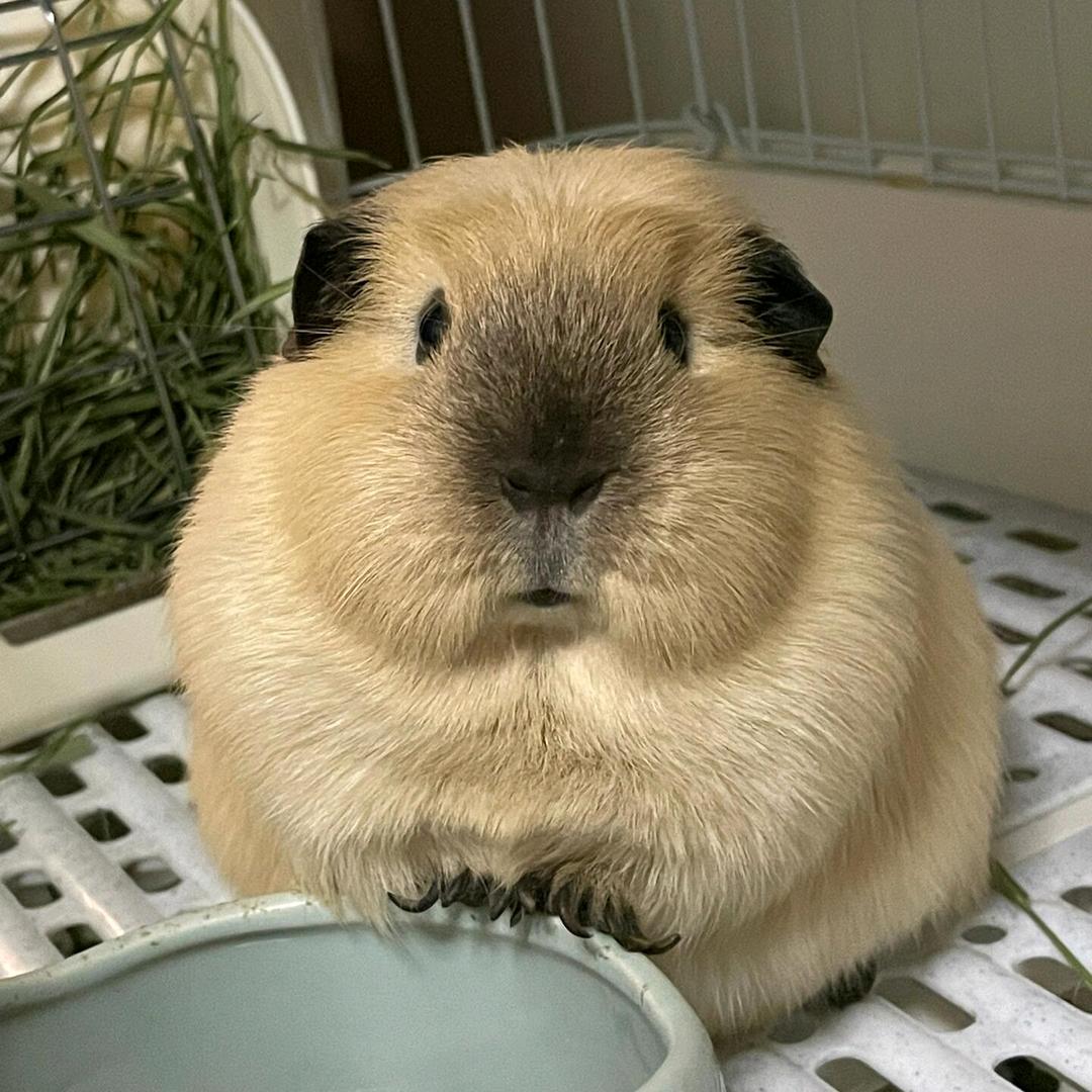 豚豚爱分享