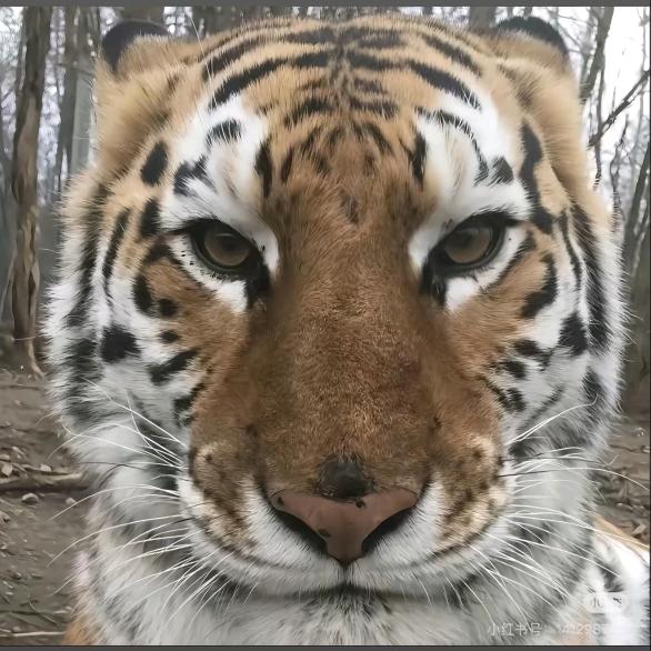 九九俱乐部（无畏契约手游）