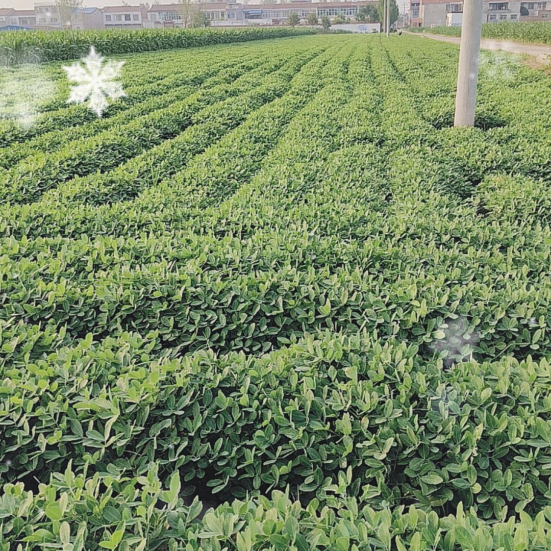 @占强家庭种植农场