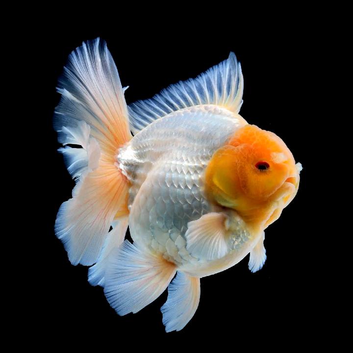 锦鳞小筑
