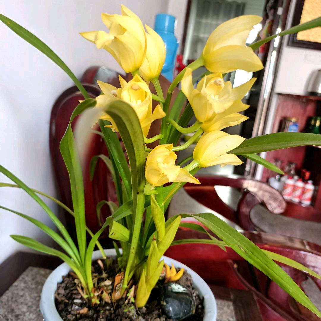 小七妹