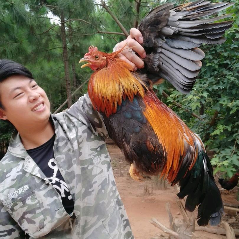 哈鸡咪
