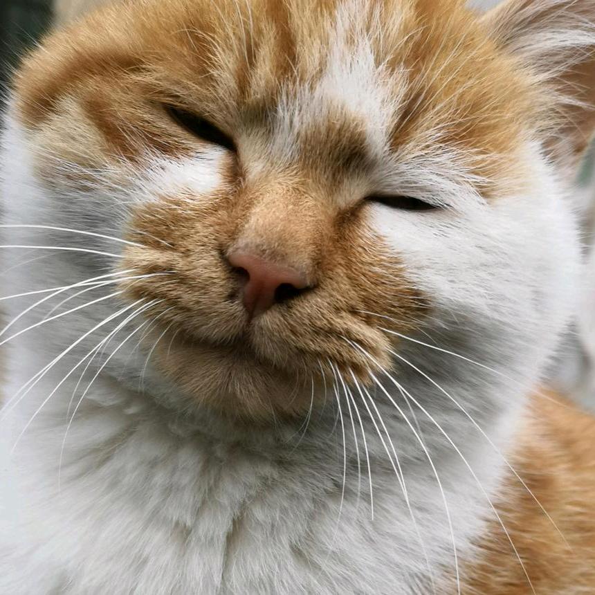 ଲ