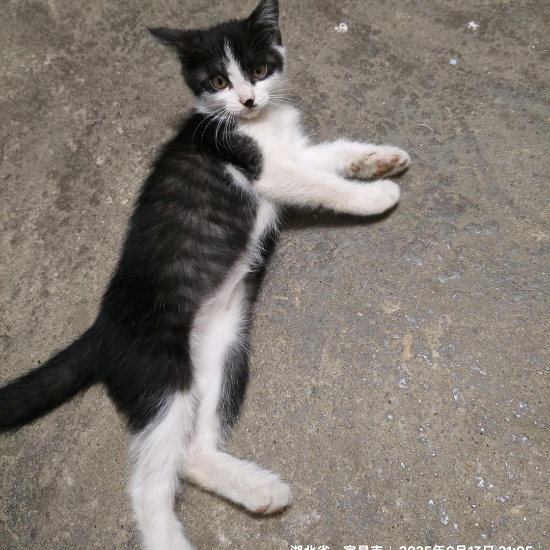 花与猫🇨🇳