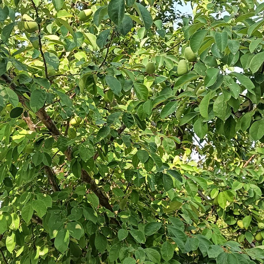 余生哥陪你走