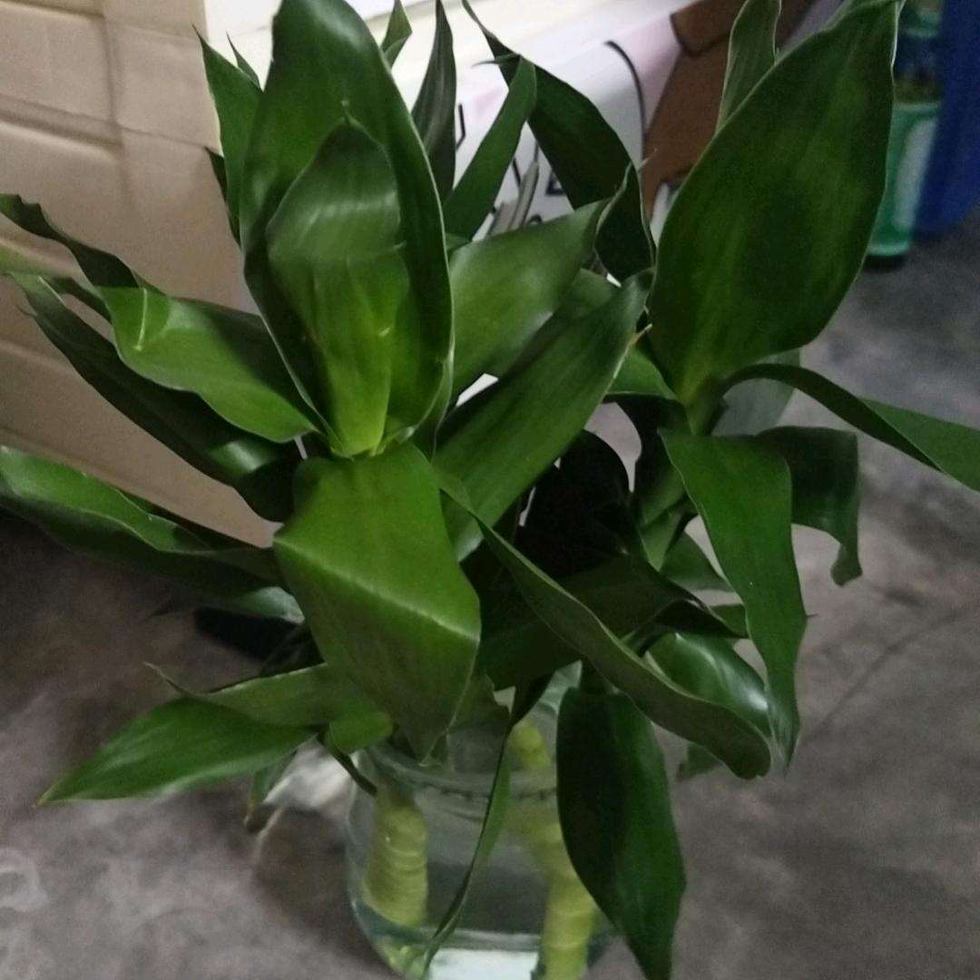 小毛