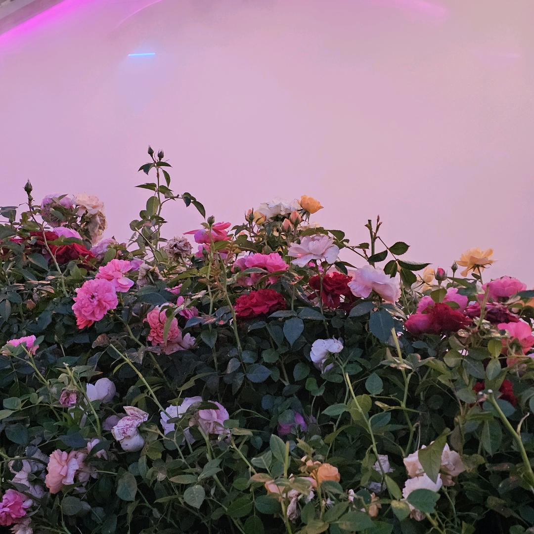 罗文