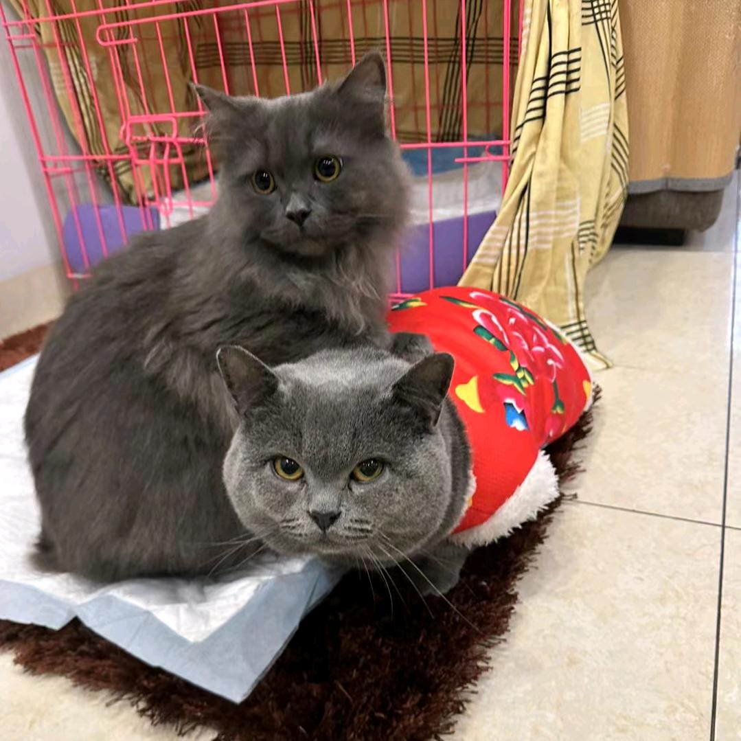 新宿猫🐱