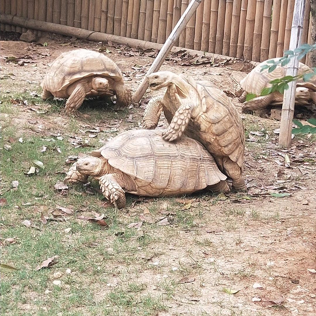 生生不息