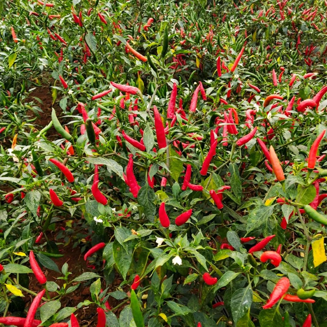 小米辣🌶