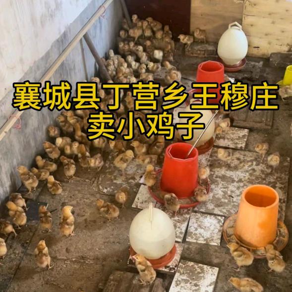 老穆家(卖小鸡子)