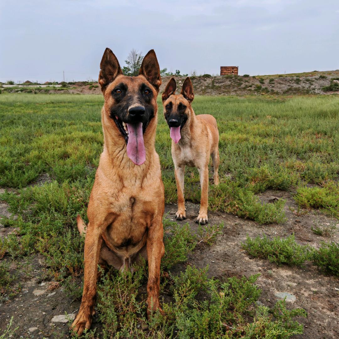 西北犬魂《马犬》