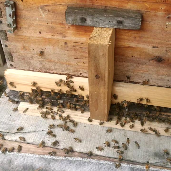 养蜂人老华