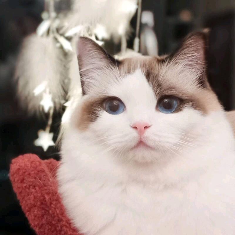 布偶猫
