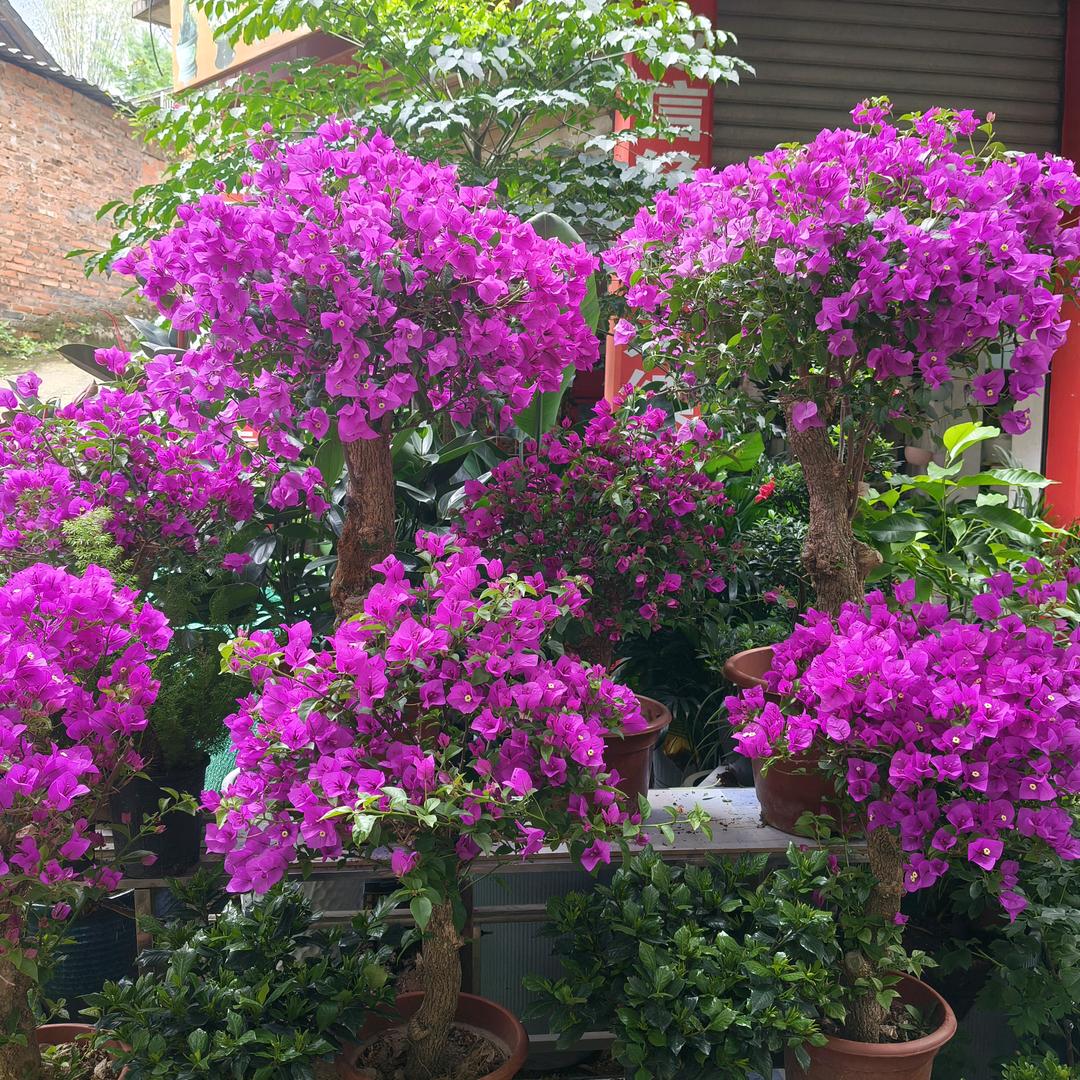 沐川景远红园林绿化有限责任工公司