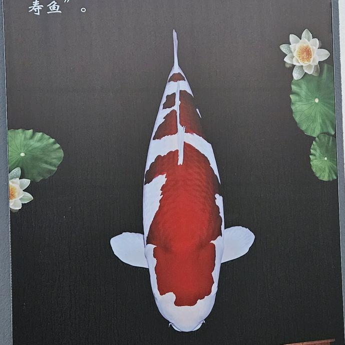 永起观赏鱼精选