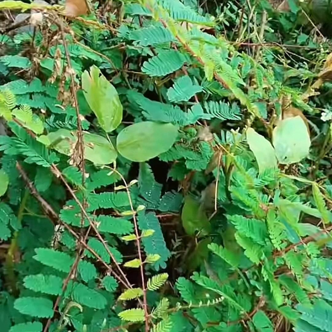 ဢဝ်ႁူဝ်ၸႂ်သေႁၵ်ႉသူ