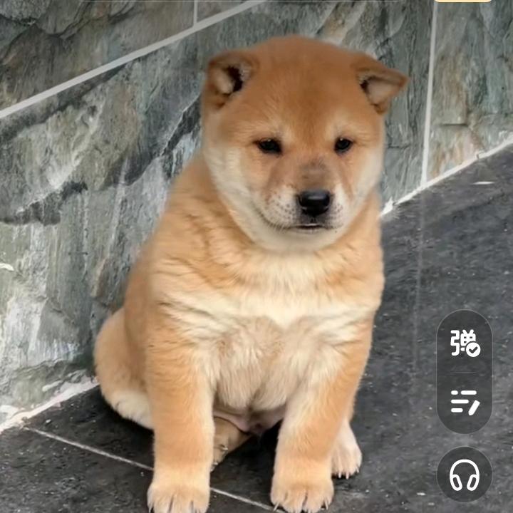 田园犬