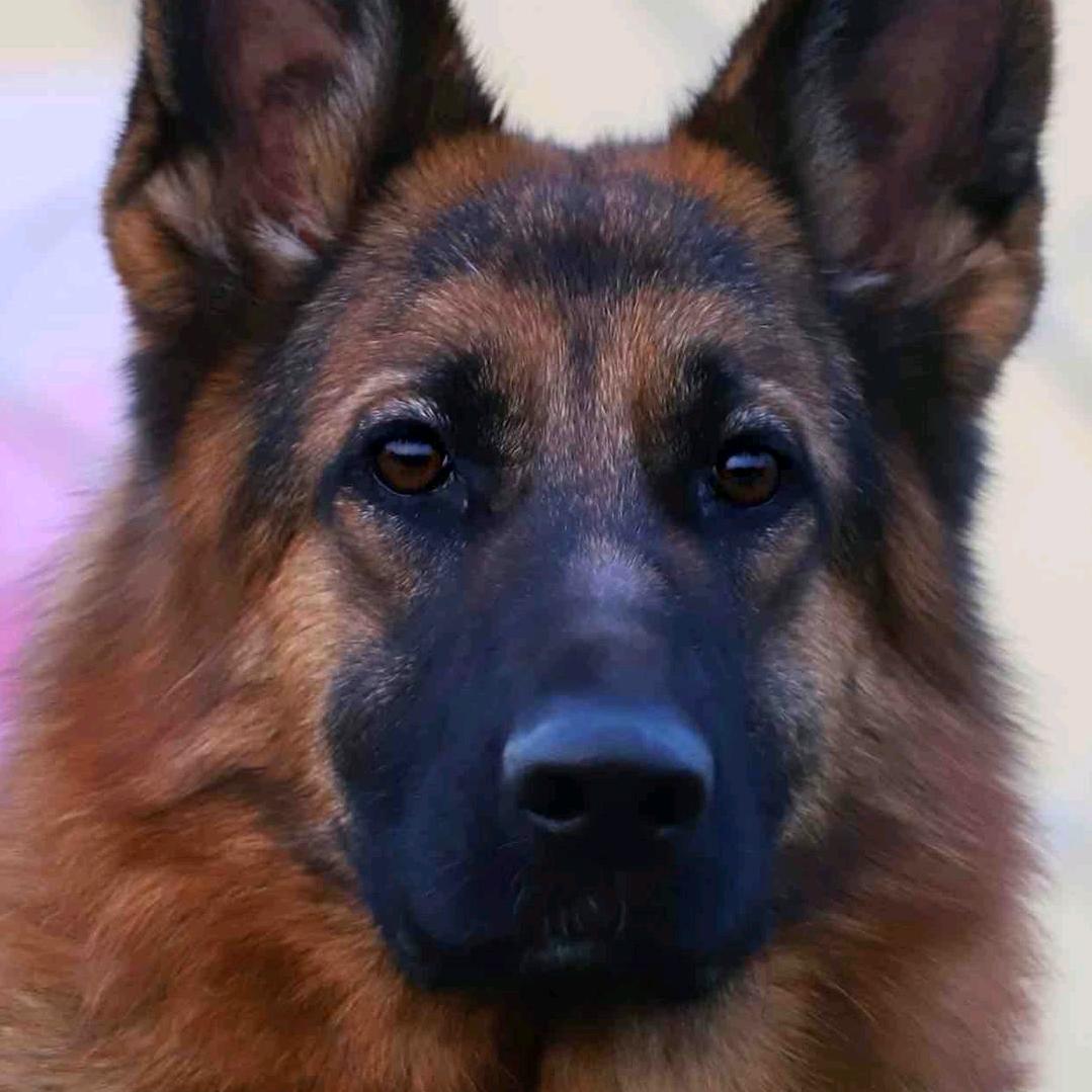 谊友犬舍