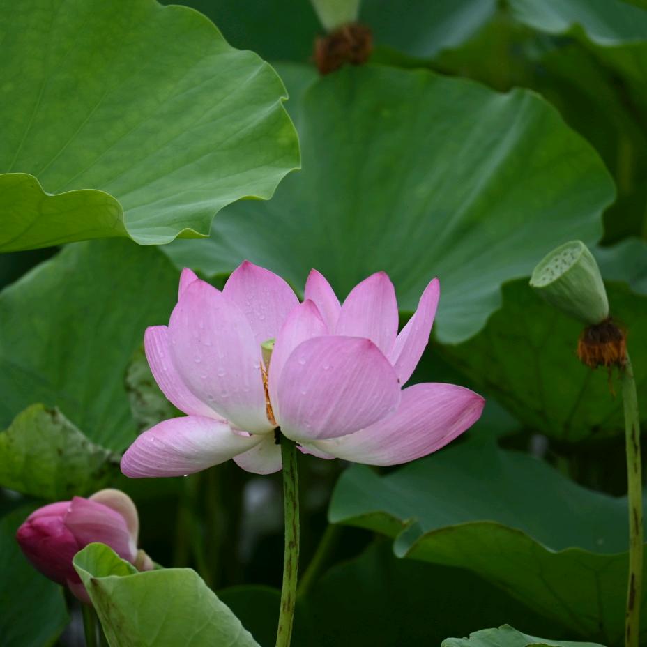 邢姐厂价收长头发