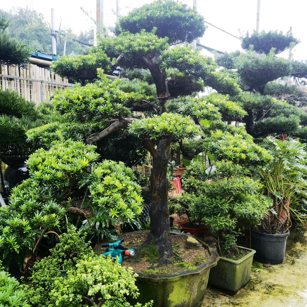 梁平绿之源花卉周松松