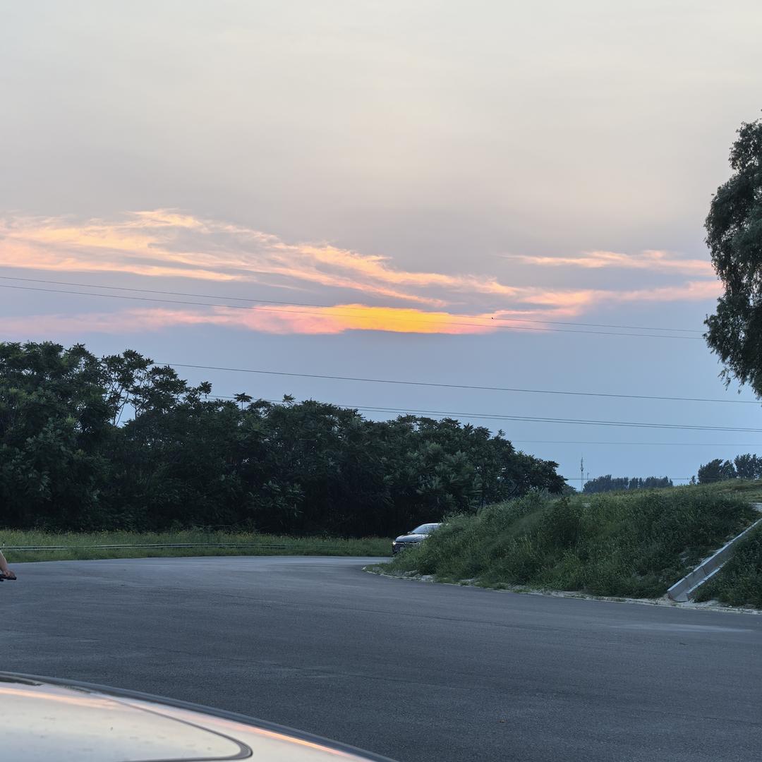 石家庄宠物猫一手货源