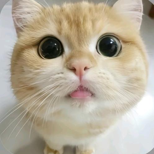 纯情小火鸡