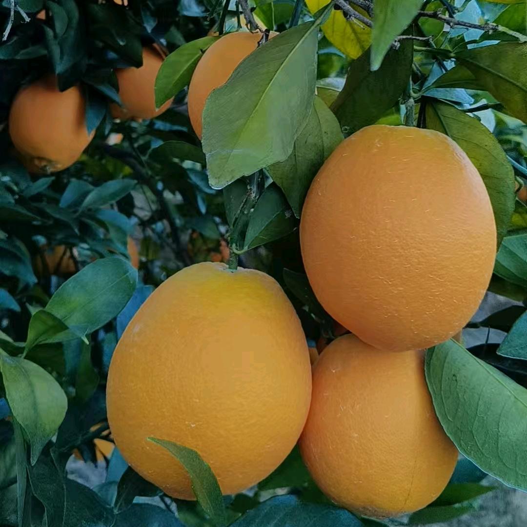 山山而川   🍊