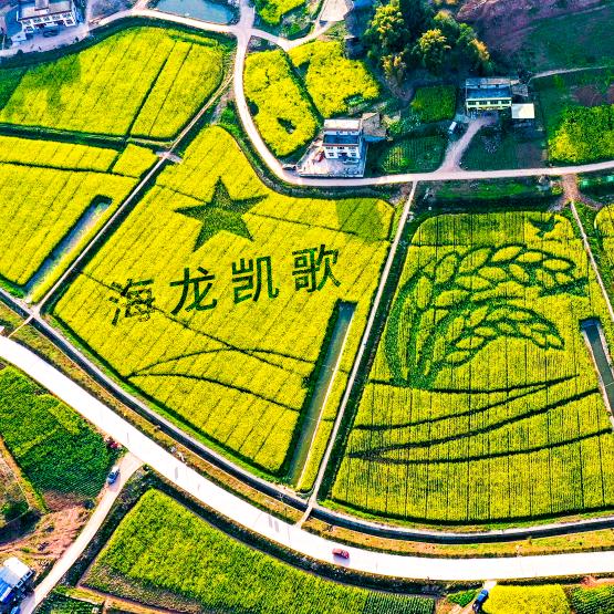凯歌粮油优选