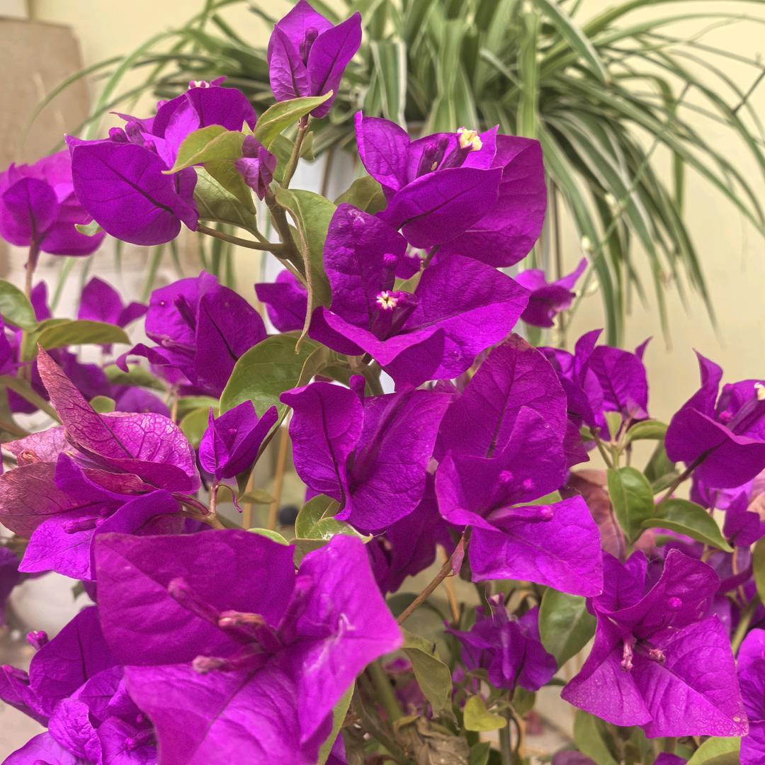 大赵批发蔬菜