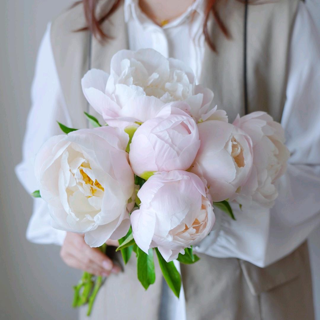 菏泽宏德牡丹、芍药~种花的王卷卷