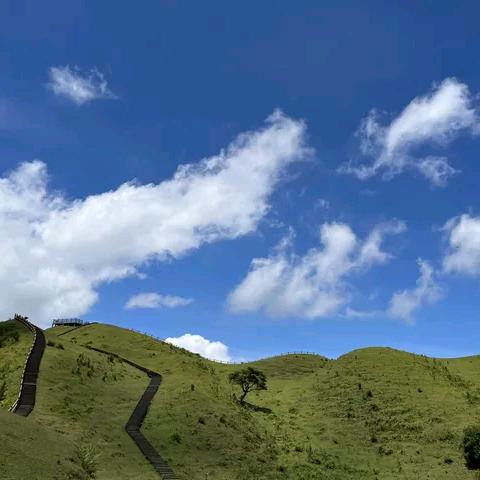 青橘子