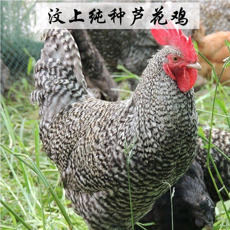 家家生态养殖