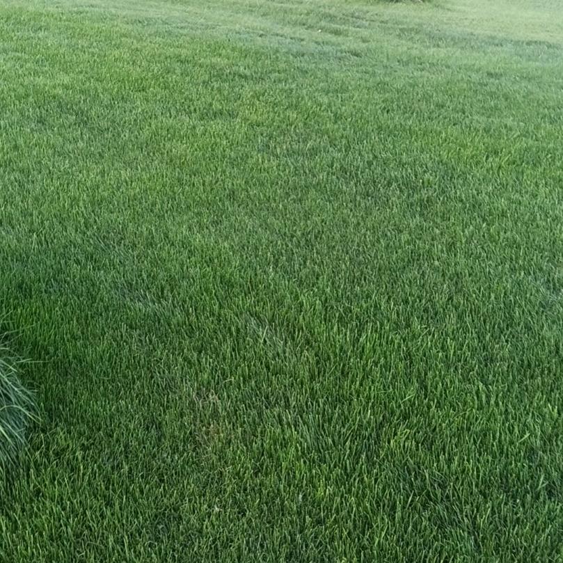 全椒县兆年草坪种植家庭农场（个人独资）