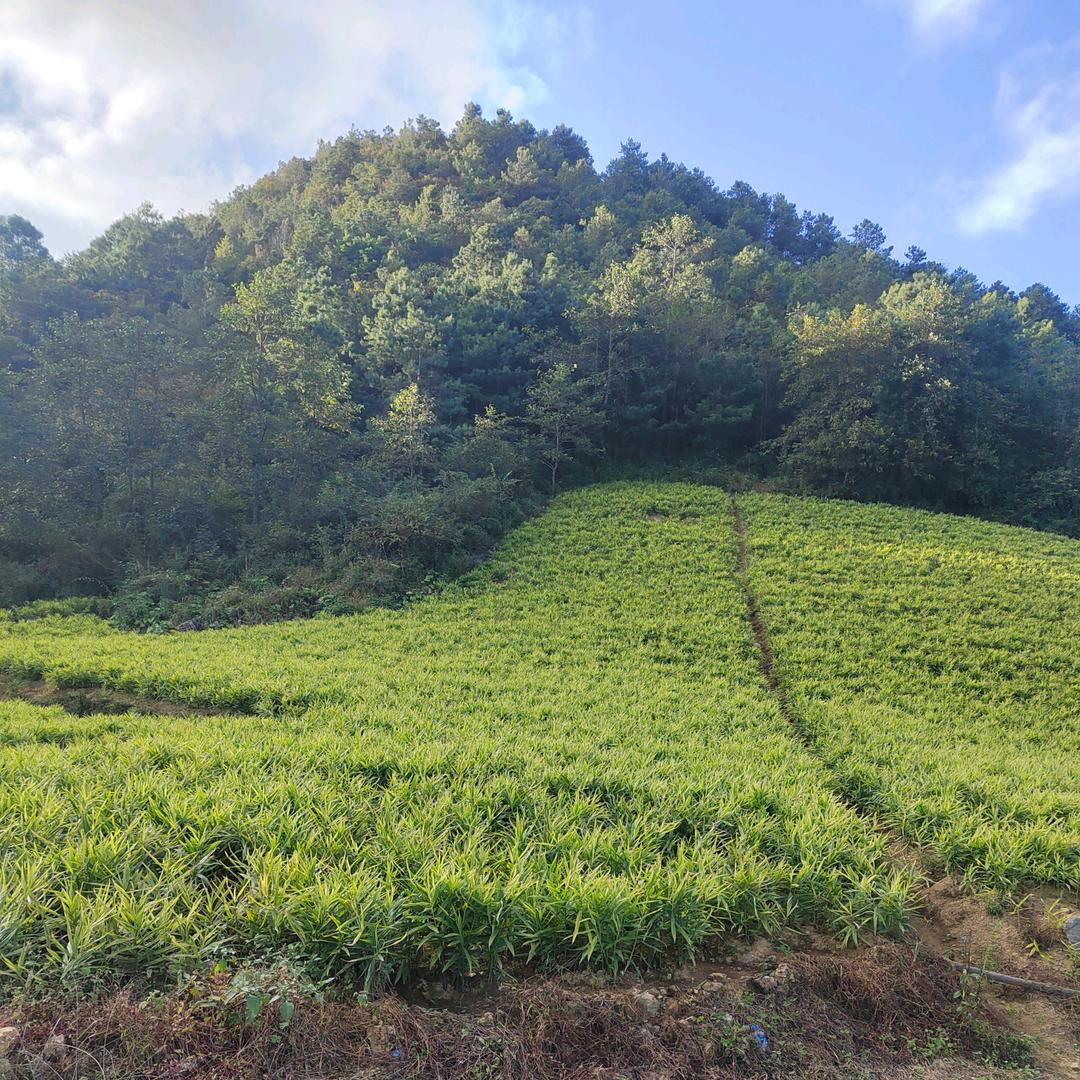 广南县珠街远朋种植园（个人户）