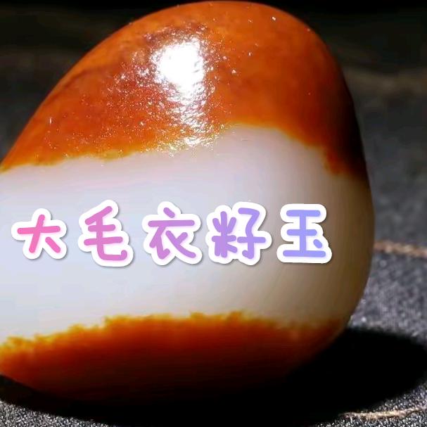 大毛衣籽玉