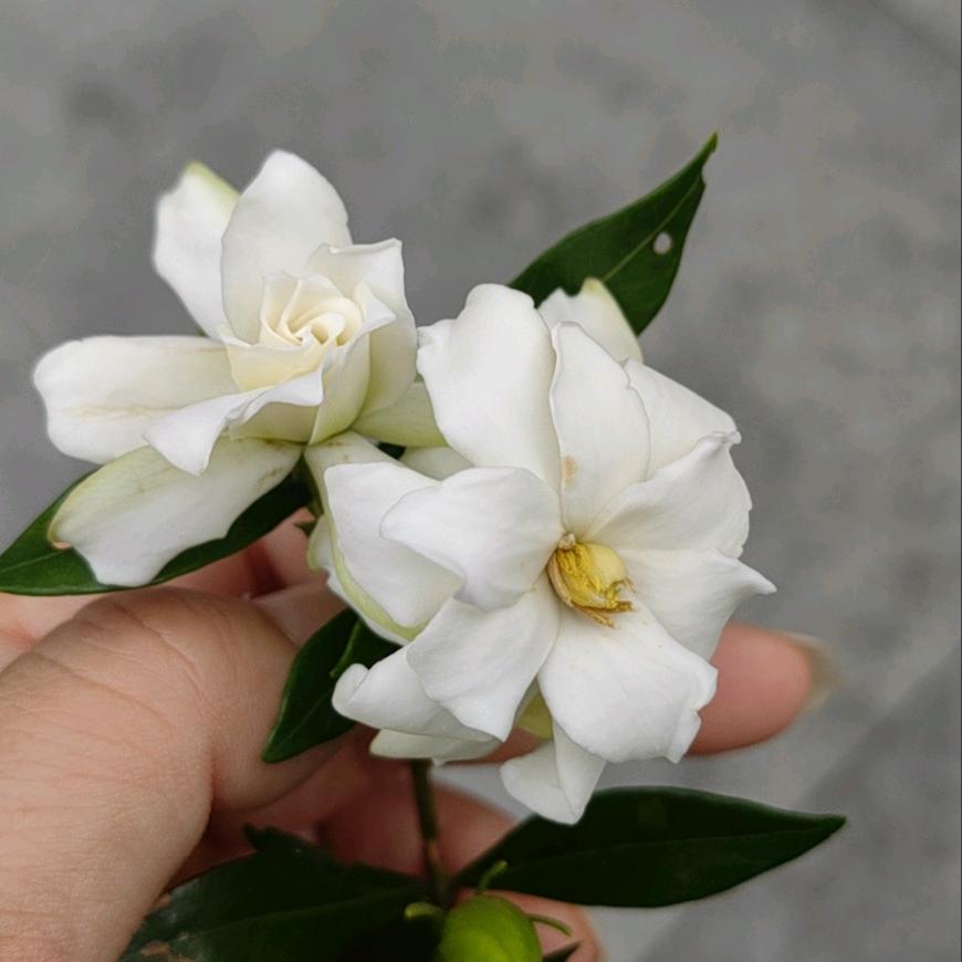 小蜜蜂