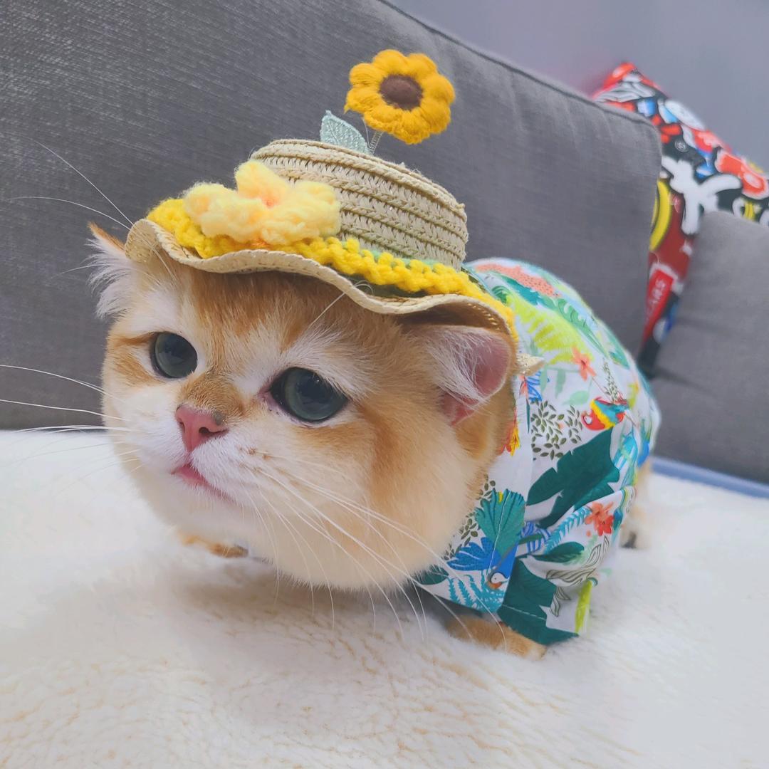 哞哞 