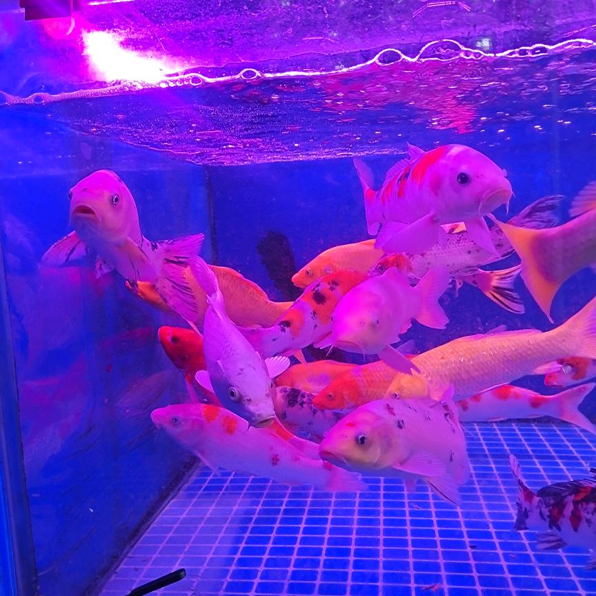 顺其自然