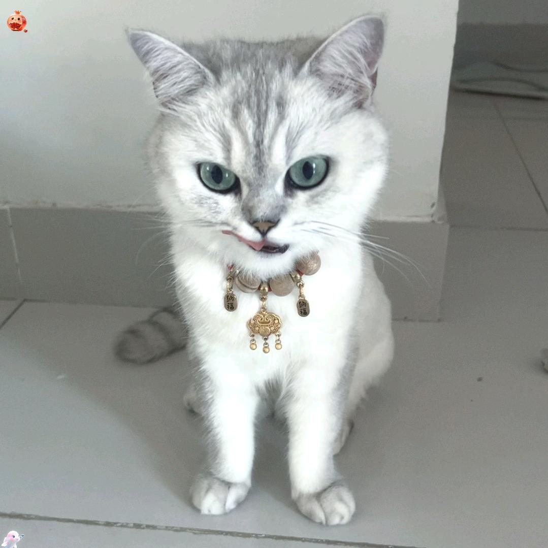 邪恶银渐层和她的奴才