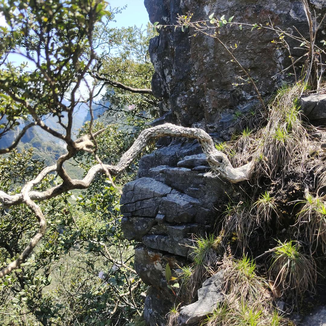 清露盆景园