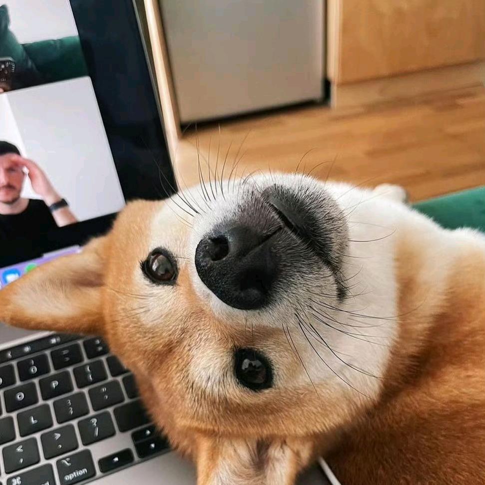 拉扎罗